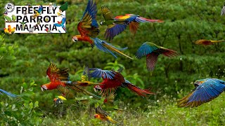 Free Fly Parrot Malaysia with SONY α1 (4K)