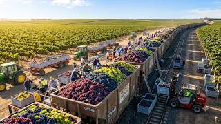 Inside U.S. Agriculture: How Farmers Harvest 570 Million Tons of Crops Every Year