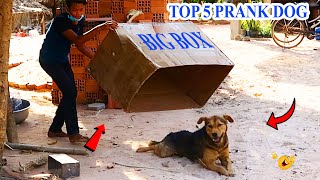 Top 5 Prank Dog - Super Huge Box vs Sleep Dogs - Try Not Laugh - Must Watch in 2021