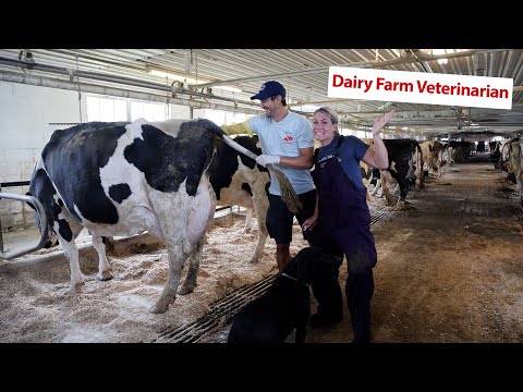 A Day In The Life: Dairy Farm Veterinarian