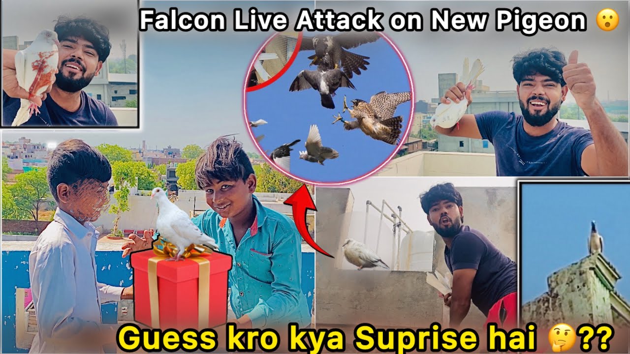 Bacho ko Suprise Gift Diya 🤩 || Bht Buri Halat main Kabutar Pakda 😳 || Kya Haal Hogya 🕊️