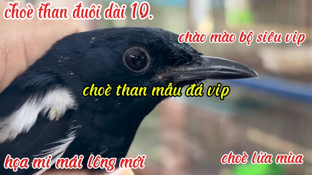 than đuôi dài 10.❤️❤️ họa mi mái ❤️❤️❤️than mẫu đá vip ❤️❤️chào mào 😊😊lửa mùa ❤️