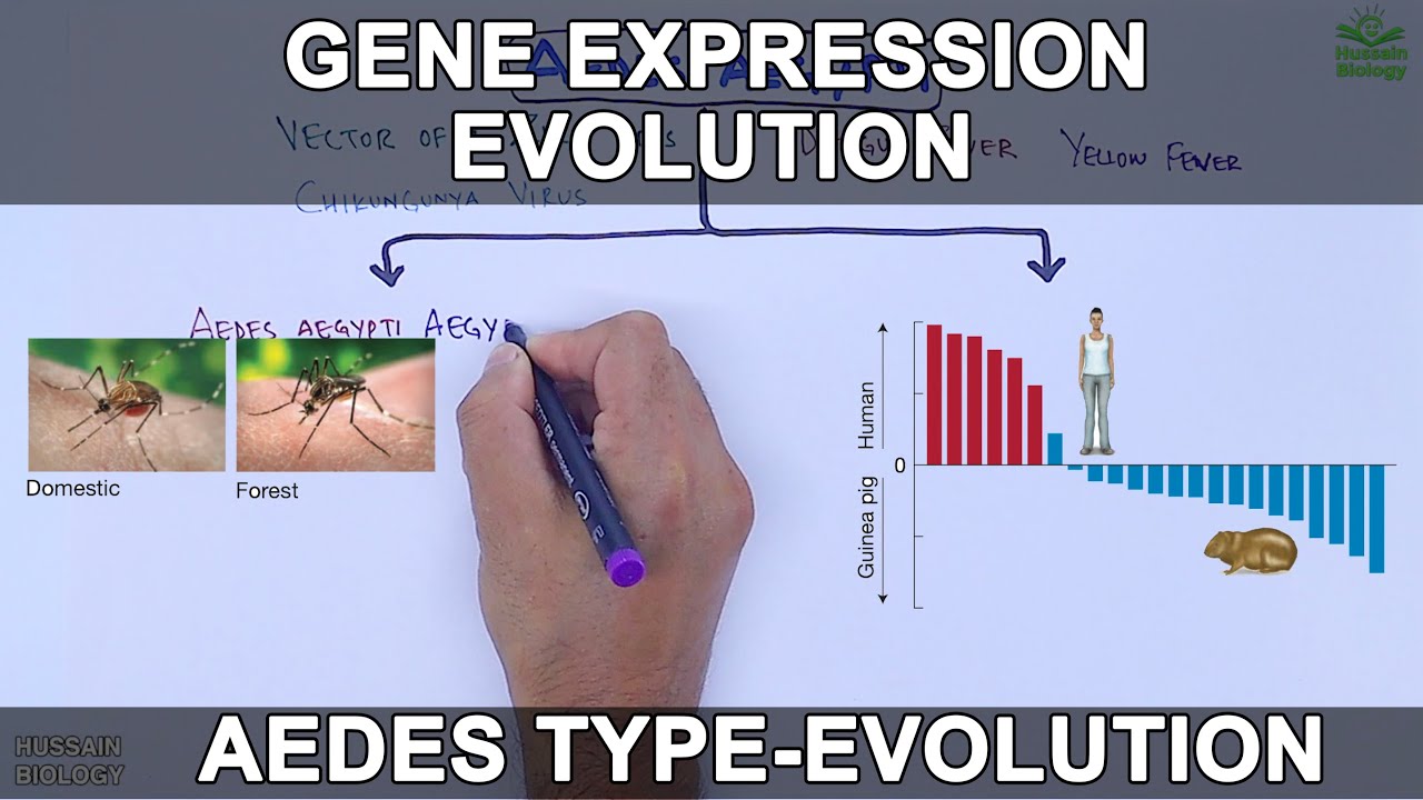 Evolution of Gene Expression YouTube