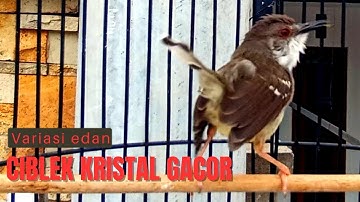 Masteran Prenjak Vs Ciblek Gacor dor Brem Rapat Tanpa Jeda