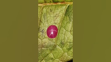 mặt nhẫn nữ đỏ đẹp ruby sao Yên Bái giá 1.2 triệu.. lên nhẫn nữ mê ly