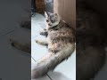 What's on your mind right now, Jill? #cat #kitten #catvideos