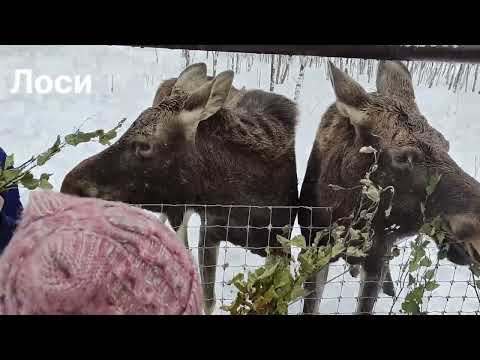 Лоси и олени в Подмосковном сафари-парке #funnyanimals #забавныеживотные #wildanimals #moose #deer