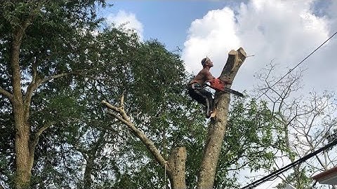 Vua khỉ  cưa cây xoài lâu năm ,có nhiều chướng ngại vật bên dưới.