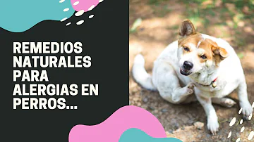 ¿Qué es un antihistamínico natural para perros?