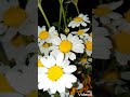 مدى عشقي للورد لا يوصف