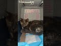 No One Would Stop To Help This Stray Cat — Until This Woman Did | The Dodo