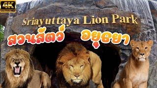 พาลูกเที่ยว@ศรีอยุธยาไลอ้อนปาร์ค สวนสัตว์อยุธยา Sriayuthaya Lion Park 2023