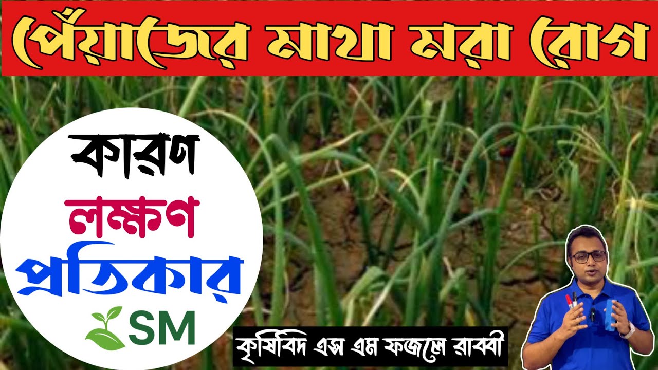 পেঁয়াজের মাথা মরা রোগের কারণ, লক্ষণ ও প্রতিকার | Onion Top Rot Disease Solution ||