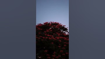 496. My Exptl Lrng : Chiropterophily - Pollination by bats.Evening moments with African Tulip Blooms