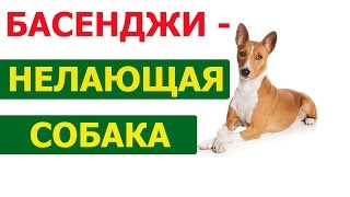 Басенджи - единственная НЕЛАЮЩАЯ собака в мире Басенджи - единственная НЕЛАЮЩАЯ собака в мире