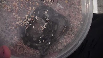 BHB Reptile Unboxing (corn snakes)
