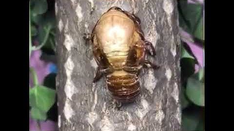 Time-lapse footage of cicada shedding its shell in 85 minutes.