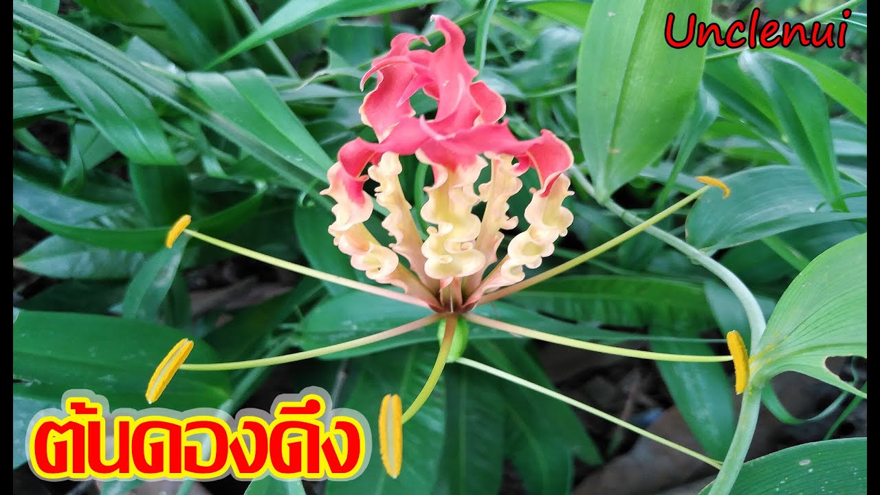 ดอกดาวดึงส์ 2022 ว่านดองดึง ไม้ดอกสวยที่ถูกลืม climbing lily