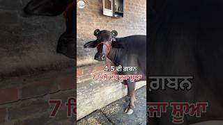 ਤੋਕੜ #ਗ਼ਬਨ ਝੋਟੀ ਬਹੁਤ ਸੋਹਣੀ💎ਵਿਕਾਊ #cowfarm #dairyfarming #chahaldairyfarmmansa #animalfarming