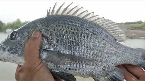 Câu cá Tráp gì mà để xuống chưa kịp chào mọi người là nó ăn liền || Thiên Nhiên Muôn Loài