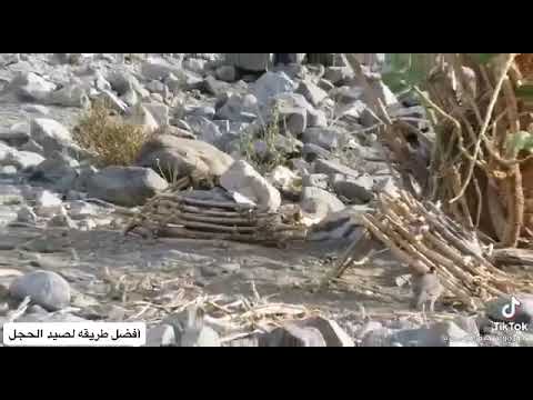 أسهل طريقة للصيد الحجل بدون تعب لازم الإتقان في المصيده الحجل صيد عقب مقناص رمي حجل وبر