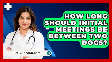 How Long Should Initial Meetings Be Between Two Dogs? - PetGuide360.com