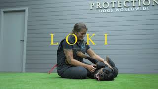 Loki  the Rottweiler - Family protection Dog