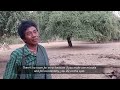 “No room for error.” Myanmar’s palm sap collectors put their lives on the line | Radio Free Asia