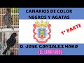 CANARIOS DE COLOR, AGATAS Y NEGROS, AVIARIO JOSE GONZALEZ HARO
