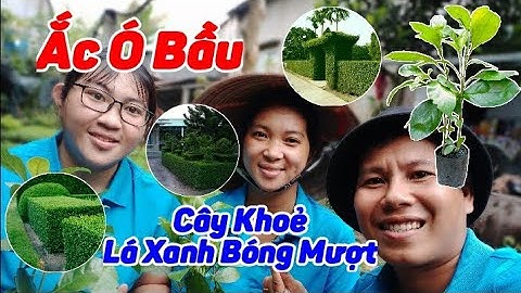 Siêu Thị Cây Cảnh | Ắc Ó Trồng Hàng Rào Đường Viền Lễ 02/09 | Anh Hoa - Làng Hoa Trăm Tuổi (Vlog 37)