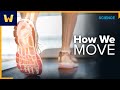 How We Move