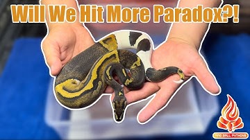 Can We Hit More Paradox