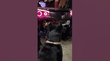 NEW RJWC Powersports APX Split Dual Exhaust - Canam Outlander 850