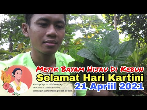 Selamat Hari Kartini 2021 || Metik Bayam Hijau Di Kebun || Hasil Alam Ds. Kedungbenda