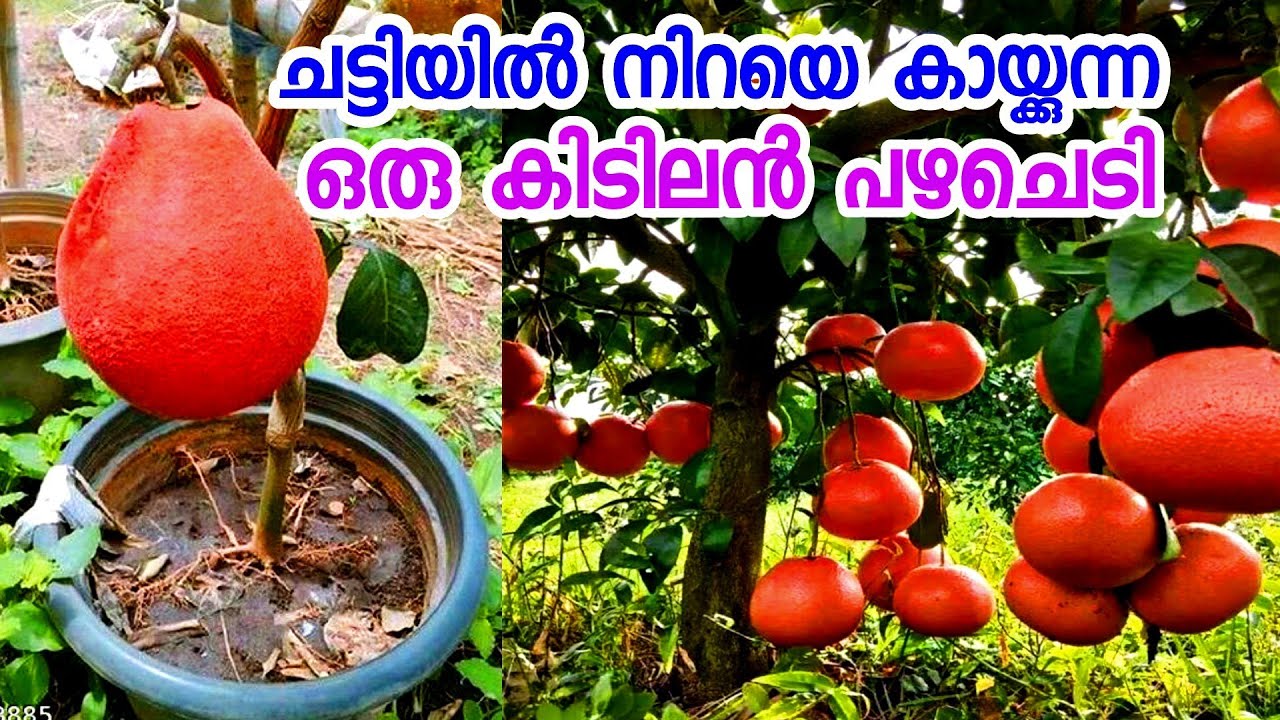 ചട്ടി നിറയെ കായ്ക്കുന്ന ഒരു സൂപ്പർ പഴചെടി വയറു നിറയെ കഴിക്കാം[fruit