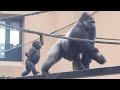 逃走する父ゴリラ❕追いかけて甘えるゲンタロウが幼い子供みたい⭐️Gorilla【京都市動物園】So funny❕Two sons chasing a fleeing father.