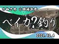 ベイカ?釣り さぬき市 小田浦漁港 2021.12.4