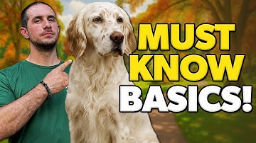 Dog Training Basics - 4 Essential Commands Every Dog Owner Must Know!