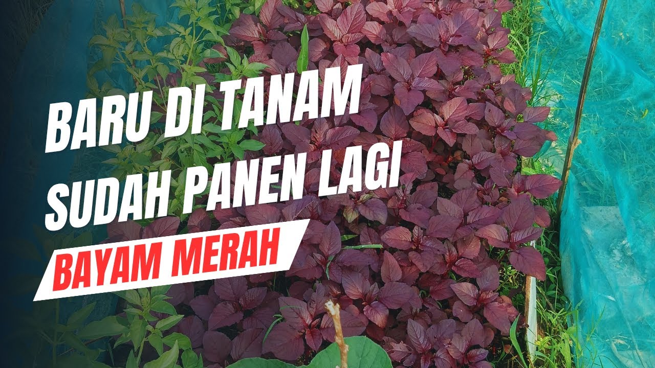 BARU DI TANAM SUDAH PANEN LAGI BAYAM MERAH