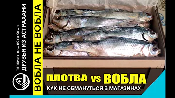 ЧЕМ ОТЛИЧАЕТСЯ ПЛОТВА ОТ ВОБЛЫ? И почему под одним названием разную рыбу продают