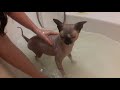 ??? ?????? ????????. The bath day.  The Canadian Sphynx cat bathes.