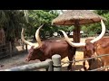 May 4 - Ankole Cattle