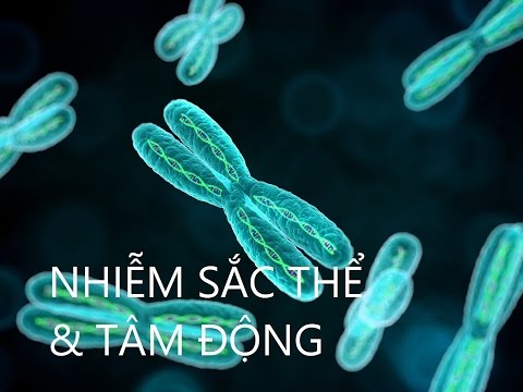 Video: Chromatid và nhiễm sắc thể là gì?