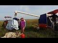 ម៉ាស៊ីនច្រូតស្រូវ Rice Harvesting In Cambodia