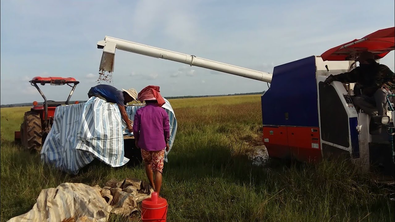 ម៉ាស៊ីនច្រូតស្រូវ Rice Harvesting In Cambodia YouTube