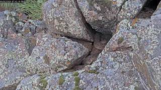 Colorado Rattlesnake Livestream