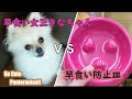 早食いが止まらないので防止皿を買ってみたよ！その効果は・・