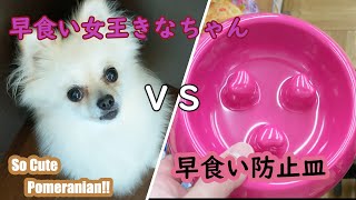 早食いが止まらないので防止皿を買ってみたよ！その効果は・・