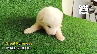 Great Pyrenees Puppies by ZDB Kennel 27 views 10 months ago 2 minutes, 14 seconds