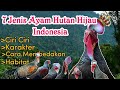 7 JENIS AYAM HUTAN HIJAU DI INDONESIA & CARA MEMBEDAKANNYA